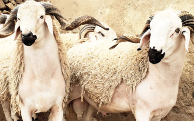 العيد في الإسلام: دعوة للتغير و حافز على العمل